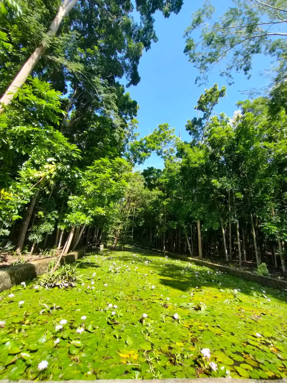 Inspiratif, mereka mengubah lahan gersang 10 hektar menjadi hutan dan kini muncul mata air serta kolam dipenuhi Bunga Teratai seperti dalam foto ini.