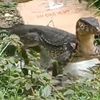 Komodo di Longos dan Medang Agar Disurvei Jadi Tujuan Wisata Selain Taman Nasional Komodo