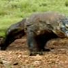 Bukan Hanya Taman Nasional Komodo, Wisatawan Dapat Melihat Hewan Purba Komodo di Riung Ngada