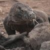 Komodo Pernah Terdampar di Bari, Sekedar Ingat Kembali Penyebaran Biawak Komodo di Luar Taman Konservasi TNK