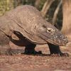 Komodo Aktif Berburu Mangsa, Ini Momentum Terbaik Wisatawan Berkunjung ke Taman Nasional Komodo