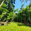 Mengenal Hutan Buatan Terbaik di NTT yang Dulunya Lahan Gersang Tetapi Kini Muncul Mata Air dan Kolam