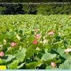 Danau Teratai Terbesar Dunia di Flores NTT, Spot Wisata Alam di Sekitar Kampung Pata Manggarai Timur