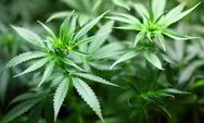 Tumbuhan Ganja Akan Diizinkan untuk Penelitian Medis