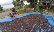 Produksi Cengkeh Membaik, Harga Pun Cukup Bagus 