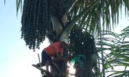 Kokor Gola: Merawat Tradisi, Menyulam Ekonomi Keluarga