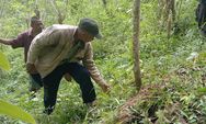 Kades Golo Nobo Sebut Petani di Desanya Masih Anggap Vanili Tanaman Liar