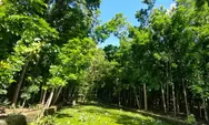 Mengenal Hutan Buatan Terbaik di NTT yang Dulunya Lahan Gersang Tetapi Kini Muncul Mata Air dan Kolam