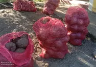 Porang dari Manggarai Raya Kirim ke Surabaya dan Makassar