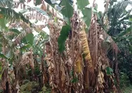 Tanaman Pisang di Manggarai NTT Belum Bebas dari Serangan Penyakit