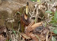 Pisang Kepok, Salah Satu Pangan Penopang Kebutuhan Masyarakat yang Pelan-Pelan Hilang dari Manggarai Barat NTT