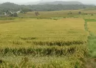 Secercah Harapan dari Daerah Irigasi Persawahan Lembor Manggarai Barat NTT, Sebagian Padi Sudah Memasuki Masa Panen