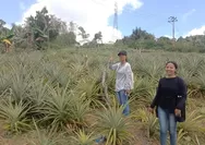Nanas Jadi Komoditi Unggulan dan  Agrowisata Potensial  di Desa Golo Damu Labuan Bajo NTT
