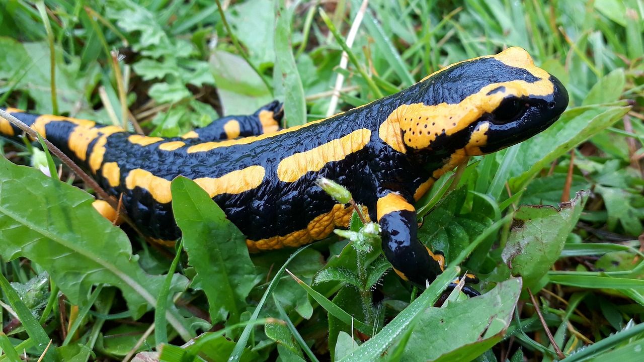 Salamander, salah satu hewan yang hidup di dua alam (Pixabay)