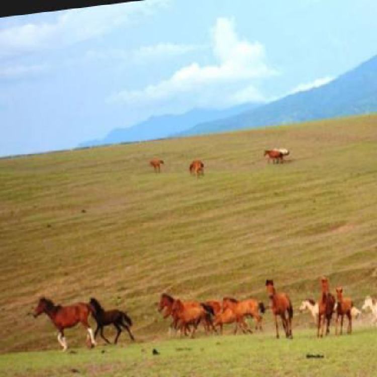 Aneh tetapi nyata, di sini banyak kuda hidup di padang sabana tetapi jinak membuat wisatawan kagum.